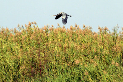IMG_5616.jpg