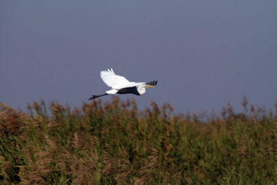 IMG_5654.jpg