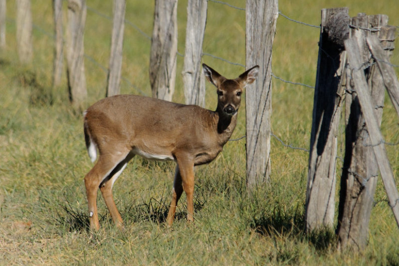  Yearling Posing 