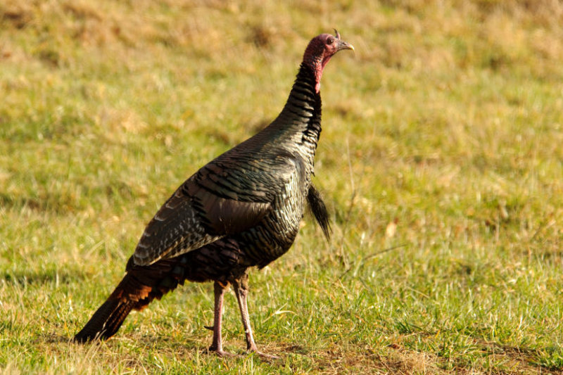 Slim Turkey 