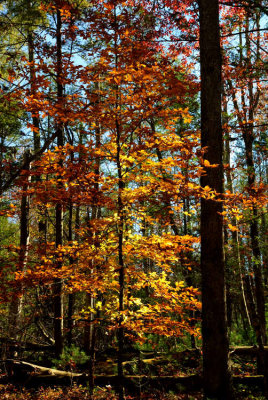  Forest Gold 