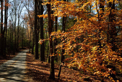 Autumn Road 