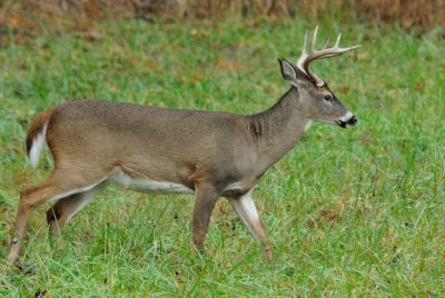  Buck Two 