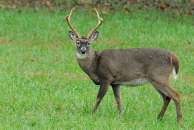  Buck One 