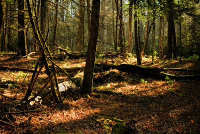 Light In The Forest