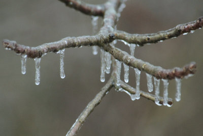 Results of Yesterday's Ice Storm.