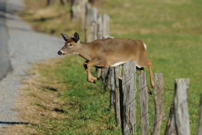 JPG CS 2 Doe Jump One -8228.jpg