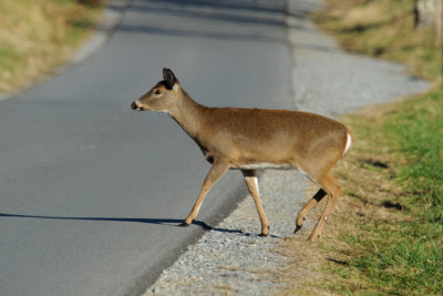 JPG CS Crossing Doe -8230.jpg