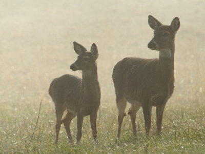 Yearling And Her Mama In The Mist