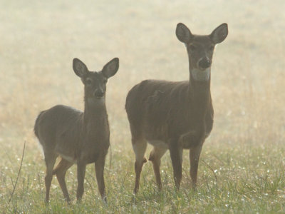 Yearling And Her Mama In the Morning Mist