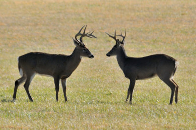  Confrontation 