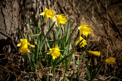 JPG CS Daffodils -9425.jpg
