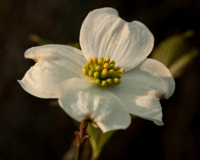Dogwood Morning