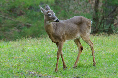 Scrawny Button Buck