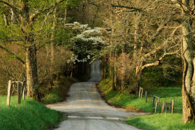 Dogwood Lane
