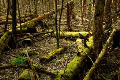 Forest Wreckage