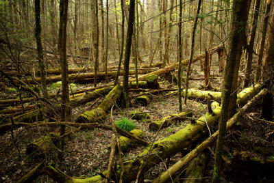 Forest Wreckage