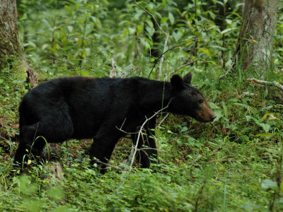 JPG 2CS 2Bear DSC_7888.jpg