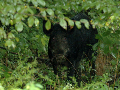 JPG 2CS  Wild Boar DSC_7816.jpg