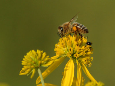 JPG CS 1Bee DSC_8033.jpg