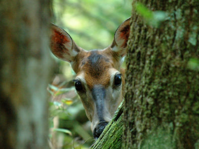 JPG CS 1PeepingDoe DSC_8260.jpg