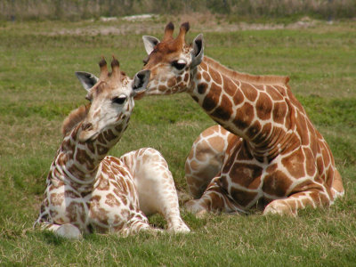 JPG CS Baby Kiss P3252581.jpg