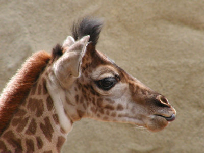 JPG CS 2Baby Giraffe P6070715.jpg