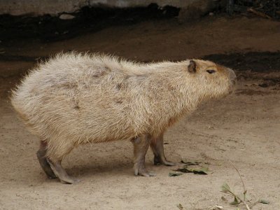 JPG CS Capybara P6070778.jpg