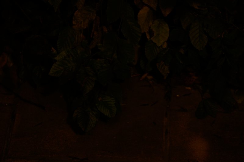 D7H_9658-900orig.jpg