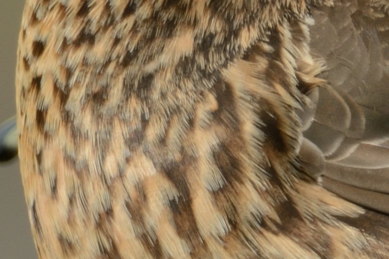 D71_1302-crop.jpg