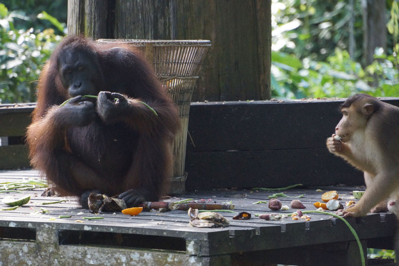 Orangutan