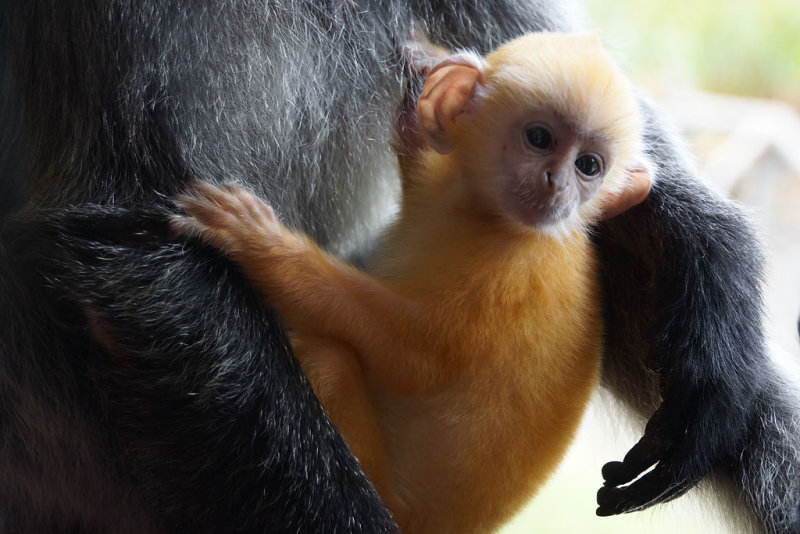Silver Leaf Monkeys