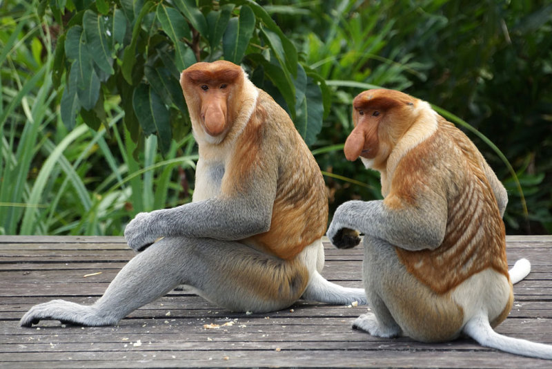 Proboscis Monkeys
