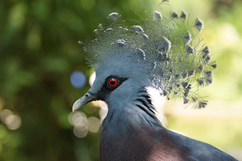 Western & Victorian Crowned-pigeon