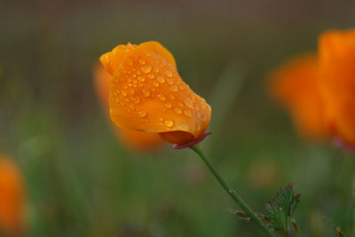 DSC_6951.jpg