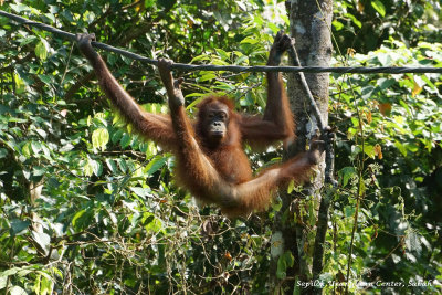 Sepilok Orangutan Center, Sabah