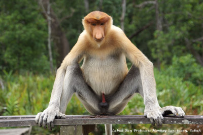 Proboscis Monkeys, Alpha Male