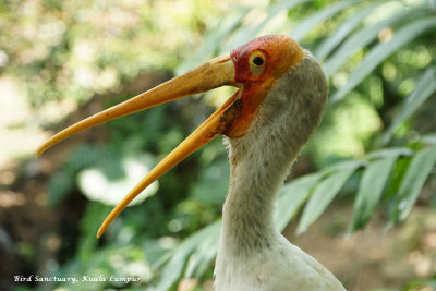 Yellow-billed stork