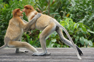 Proboscis Monkeys