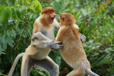 Proboscis Monkeys