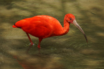 Scarlet ibis