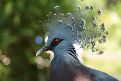Western & Victorian Crowned-pigeon