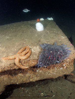 LesDavis_UW__JAN5_72pi_017.jpg