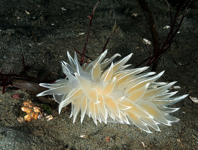 Nudibranch_6591_72pi.jpg