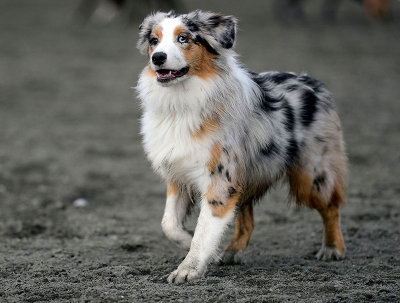 Wallee at Grandview Dog Park - February 2013