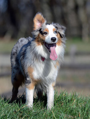 Wallee at Grandview Dog Park - February 2013