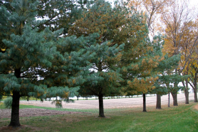 Marianne's Trees Going into Fall