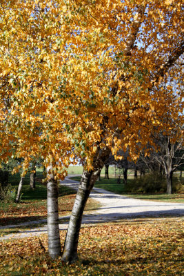 Birch Tree in Fall_102112