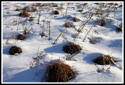 Clumps of Grass in Snow