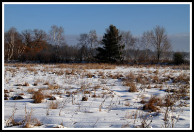 Snowy Field